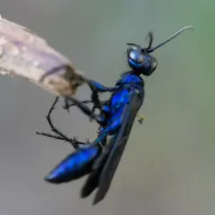 Steel-blue Cricket-hunter Wasp thumbnail 3