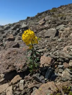 Cascade wallflower thumbnail 3