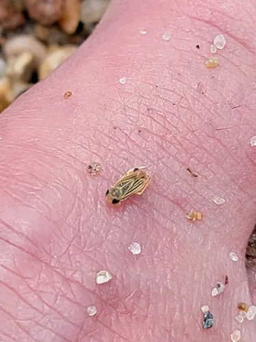 Sigara trilineata