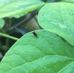 Sumitrosis rosea thumbnail 2