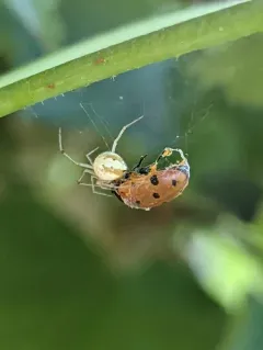 Theridion neomexicanum thumbnail 1