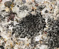Dark Shadow Lichen thumbnail 4