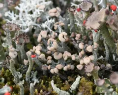 Wooden Soldiers Lichen thumbnail 3