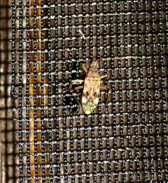 Ozophora picturata thumbnail 2