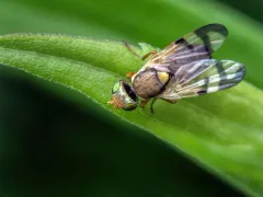 Bull Thistle Gall Fly thumbnail 3