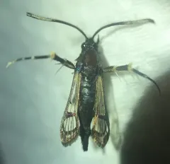 Synanthedon proxima thumbnail 4