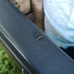Black Deer Fly thumbnail 3