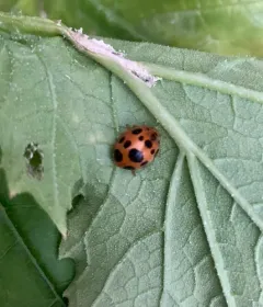 Squash Lady Beetle thumbnail 4