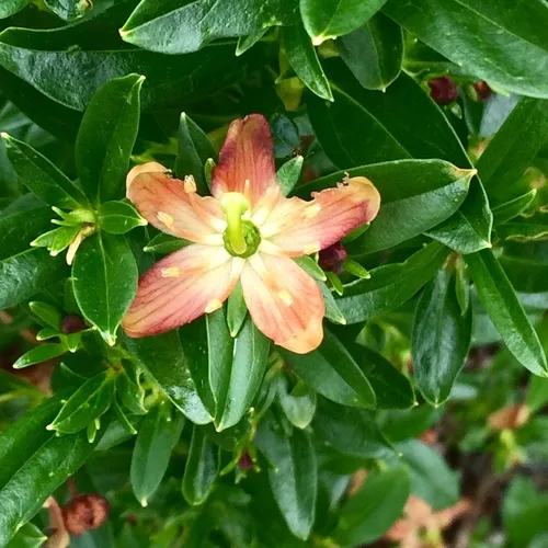 copperbush