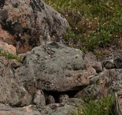 Collared Pika thumbnail 4