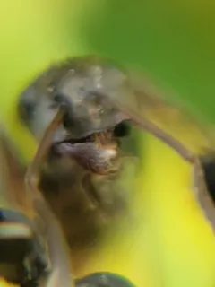 Silvery Field Ant thumbnail 2