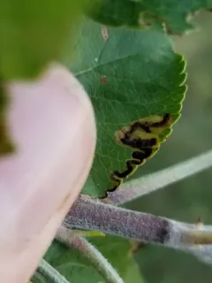 Stigmella purpuratella thumbnail 2