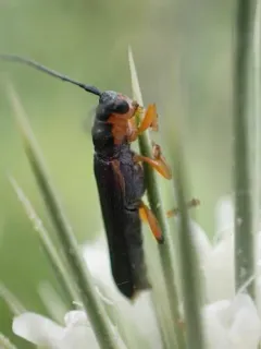 Poplar Twig Borer thumbnail 2
