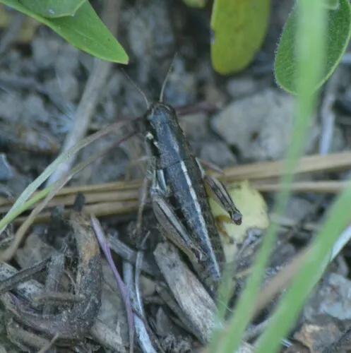 Montana Grasshopper