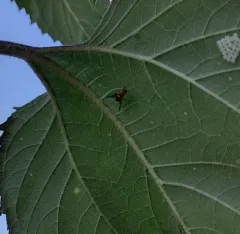 Walnut Husk Fly thumbnail 4