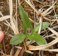 Lessing's Arnica thumbnail 4