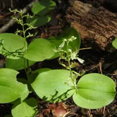 Broad-lipped Twayblade thumbnail 4