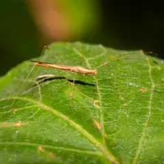 Neoneides muticus thumbnail 3