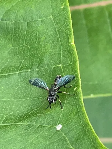 Physoconops sylvosus