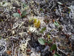 Arctic firmoss thumbnail 2