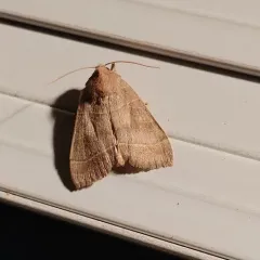 Even-lined Sallow thumbnail 4