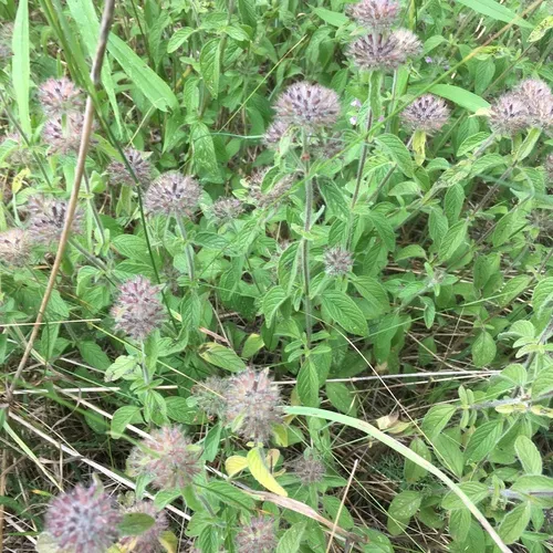 Wild Basil