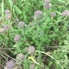 Wild Basil thumbnail 1