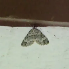 Double-banded Carpet Moth thumbnail 3