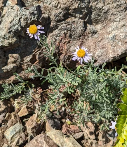 Klamath fleabane