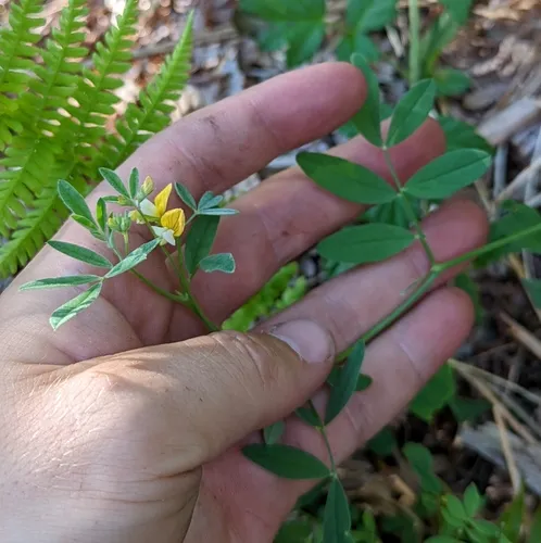 streambank bird's-foot trefoil