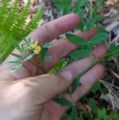 streambank bird's-foot trefoil thumbnail 1