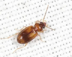 Tachys scitulus thumbnail 1