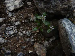 Aleutian-cress thumbnail 1