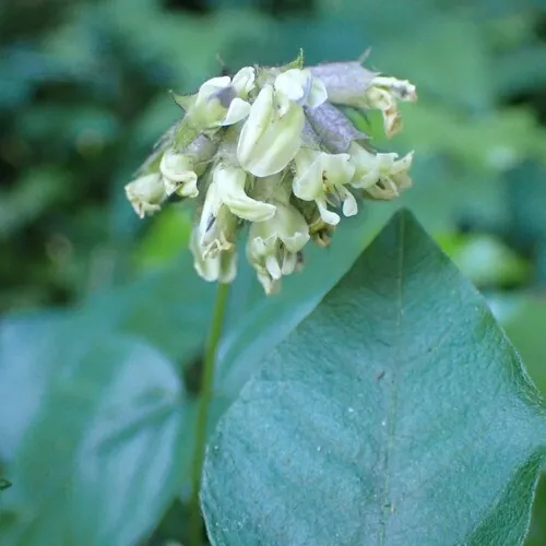 forest scurfpea