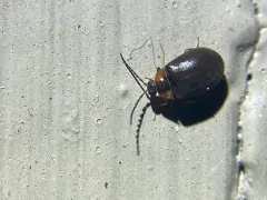 Ectopria nervosa thumbnail 2