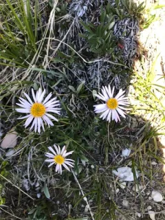 Alpine Aster thumbnail 3