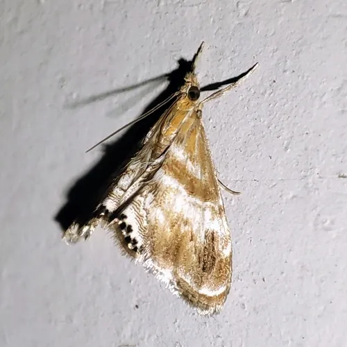 Dicymolomia metalliferalis