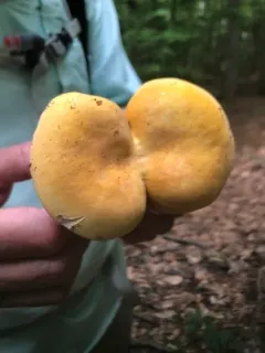 Russula ochroleucoides thumbnail 2