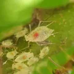 Buckthorn-Fern Aphid thumbnail 1