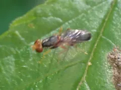 Chyliza notata thumbnail 1