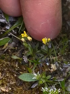 Snowbed Whitlow-grass thumbnail 4