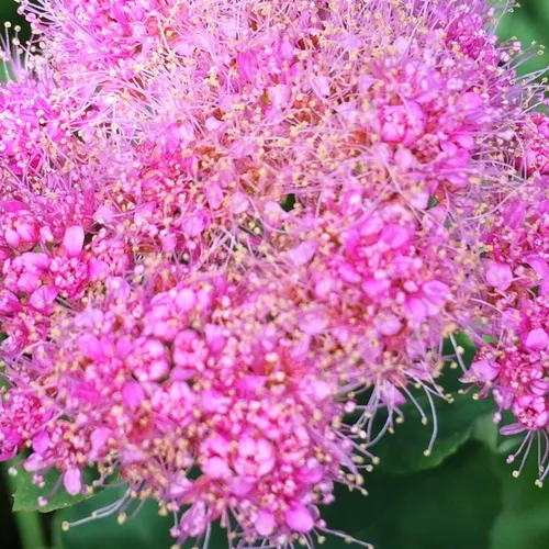 Mountain Spirea