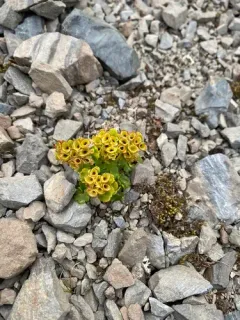 Wright's Golden-saxifrage thumbnail 3