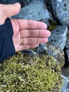 Alaska Bluegrass thumbnail 2