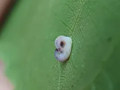 Caryomyia recurvata thumbnail 4