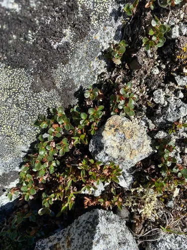 Roundleaf Willow