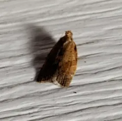 Privet Tortrix thumbnail 3