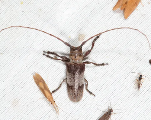 Eastern Twig Girdler