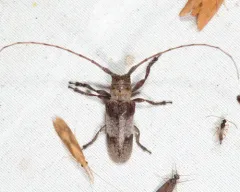 Eastern Twig Girdler thumbnail 1
