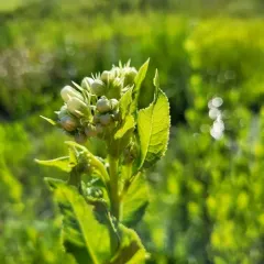 False Indian Plantain thumbnail 3